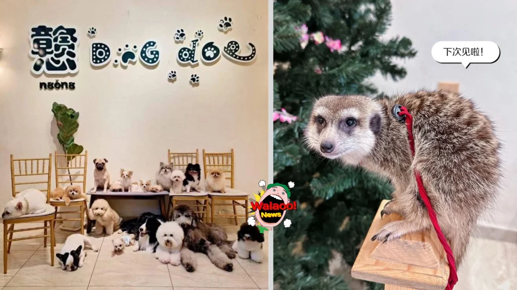 10大petfriendly（NgongDogDog）