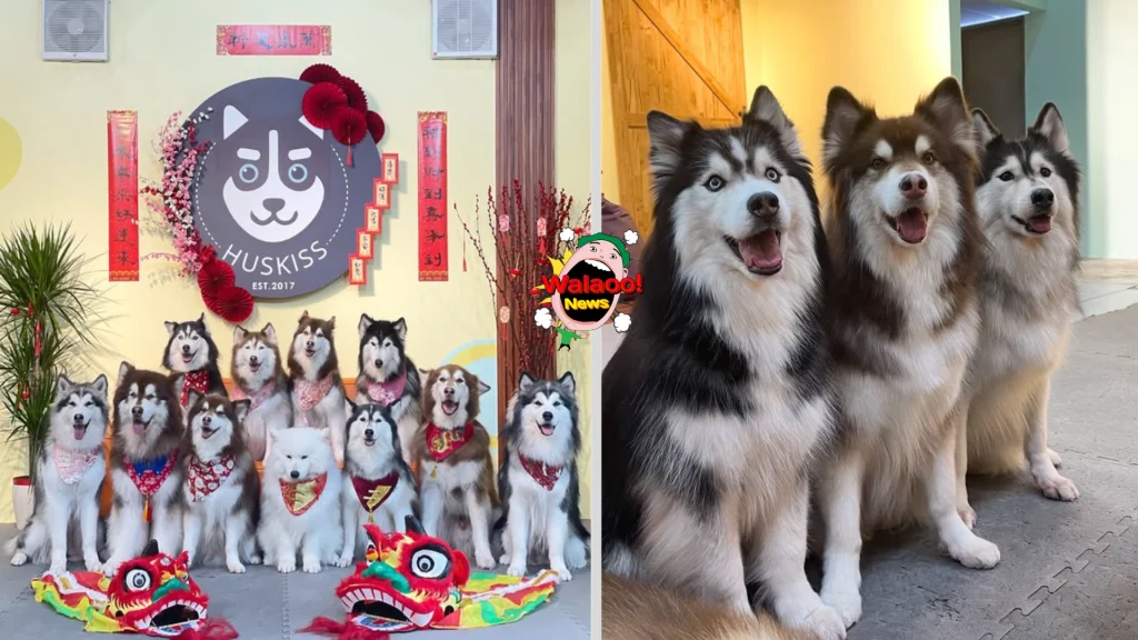 10大petfriendly（huskiss）