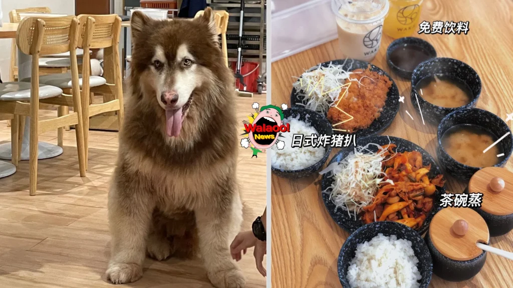 10大petfriendly（littlebellypetpet）