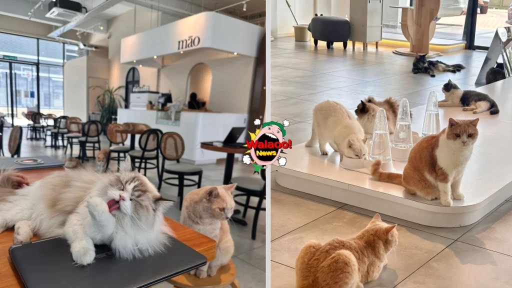 10大petfriendly（mao）