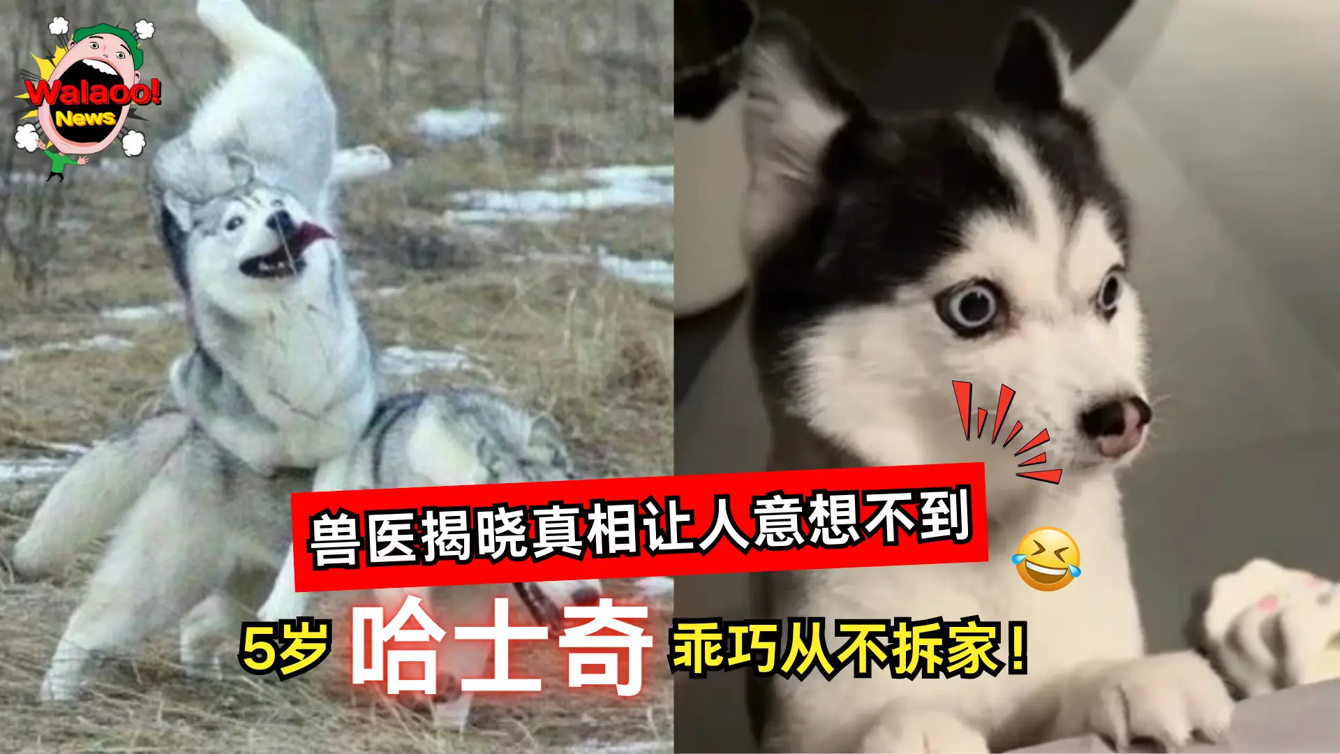 乖到反常！5岁哈士奇从不拆家，饲主误以为是“天使狗”，兽医揭晓真相让人意想不到